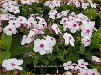 Phlox &#39;Flame White Eye&#39;