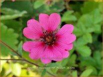 Potentilla nepalensis &#39;Ron McBeath&#39;