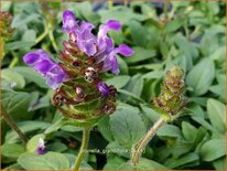 Prunella grandiflora