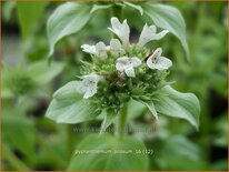 Pycnanthemum pilosum