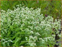 Pycnanthemum pilosum