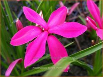 Rhodohypoxis &#39;Donald Mann&#39;