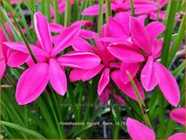 Rhodohypoxis &#39;Donald Mann&#39;