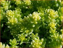 Sedum acre &#39;Aureum&#39;