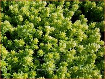 Sedum acre &#39;Aureum&#39;