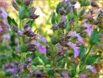 Teucrium lucidrys &#39;Pain de Sucre&#39;