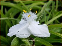 Tradescantia &#39;Danielle&#39;