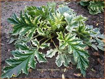 Acanthus &#39;Whitewater&#39;