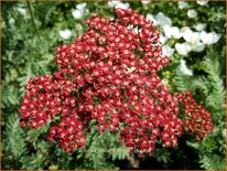 Achillea &#39;Belle Epoque&#39;