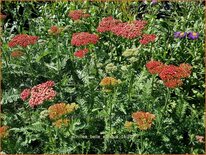 Achillea &#39;Belle Epoque&#39;