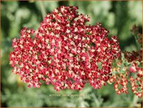 Achillea &#39;Belle Epoque&#39;