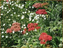 Achillea &#39;Belle Epoque&#39;