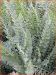 Achillea &#39;Taygetea&#39;