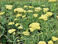 Achillea &#39;Taygetea&#39;