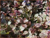 Ajuga reptans &#39;Burgundy Glow&#39;