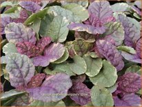 Ajuga reptans &#39;Burgundy Glow&#39;