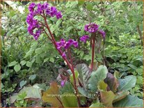 Bergenia cordifolia &#39;Eroica&#39;