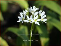 Allium ursinum