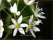 Allium ursinum