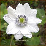 Anemone leveillei