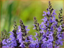 Salvia nemorosa &#39;Marcus&#39;