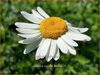 Anthemis tinctoria &#39;Alba&#39;