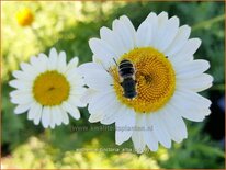 Anthemis tinctoria &#39;Alba&#39;