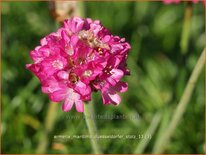 Armeria maritima &#39;Düsseldorfer Stolz&#39;