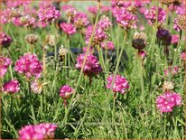 Armeria maritima &#39;Düsseldorfer Stolz&#39;