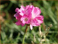 Armeria maritima &#39;Frühlingszauber&#39;