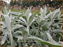 Artemisia ludoviciana &#39;Valerie Finnis&#39;