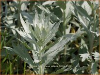 Artemisia ludoviciana &#39;Valerie Finnis&#39;