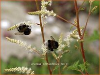 Aruncus aethusifolius