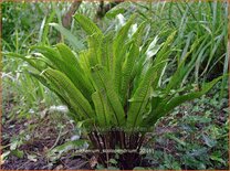 Asplenium scolopendrium