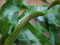 Asplenium scolopendrium