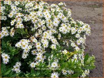 Aster ageratoides &#39;Ashvi&#39;