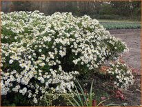 Aster ageratoides &#39;Ashvi&#39;