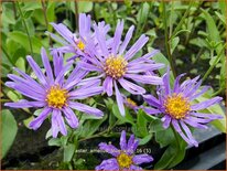 Aster amellus &#39;Blue King&#39;