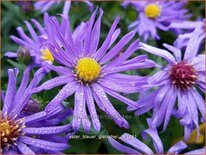 Aster &#39;Blauer Gletscher&#39;