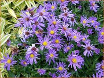 Aster &#39;Blauer Gletscher&#39;