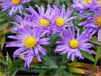 Aster &#39;Blauer Gletscher&#39;