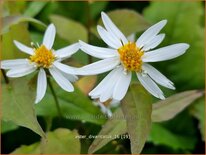 Aster divaricatus