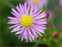 Aster &#39;Esther&#39;