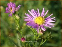 Aster &#39;Esther&#39;