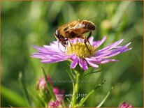 Aster &#39;Esther&#39;