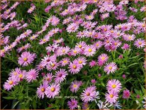 Aster &#39;Marjorie&#39;