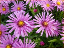 Aster &#39;Marjorie&#39;