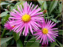 Aster &#39;Marjorie&#39;