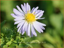 Aster versicolor &#39;Altweibersommer&#39;