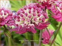 Astrantia major &#39;Rosensinfonie&#39;